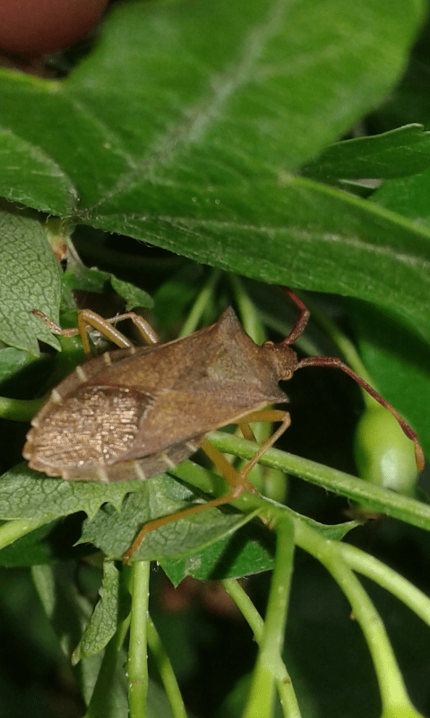 Coreidae : Gonocerus acuteangulatus?